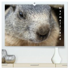 Murmeltiere (hochwertiger Premium Wandkalender 2024 DIN A2 quer), Kunstdruck in Hochglanz