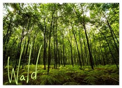 Wald (Wandkalender 2024 DIN A2 quer), CALVENDO Monatskalender