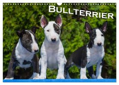 Bullterrier (Wandkalender 2024 DIN A3 quer), CALVENDO Monatskalender - Bullterrier