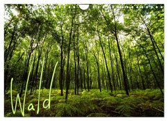 Wald (Wandkalender 2024 DIN A4 quer), CALVENDO Monatskalender