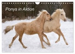 Ponys in Aktion (Wandkalender 2024 DIN A4 quer), CALVENDO Monatskalender