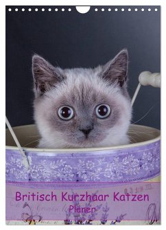 Britisch Kurzhaar Katzen - Planer (Wandkalender 2024 DIN A4 hoch), CALVENDO Monatskalender