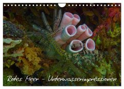 Rotes Meer - Unterwasserimpressionen (Wandkalender 2024 DIN A4 quer), CALVENDO Monatskalender - Eberschulz, Lars