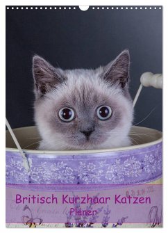 Britisch Kurzhaar Katzen - Planer (Wandkalender 2024 DIN A3 hoch), CALVENDO Monatskalender - Wejat-Zaretzke, Gabriela