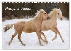 Ponys in Aktion (Wandkalender 2024 DIN A3 quer), CALVENDO Monatskalender