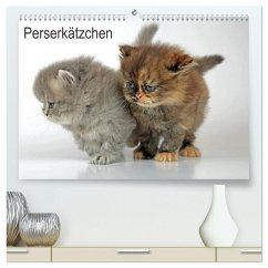 Perserkätzchen (hochwertiger Premium Wandkalender 2024 DIN A2 quer), Kunstdruck in Hochglanz