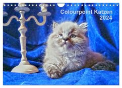 Colourpoint Katzen 2024 (Wandkalender 2024 DIN A4 quer), CALVENDO Monatskalender - Säume, Sylvia