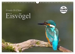 Eisvögel (Wandkalender 2024 DIN A3 quer), CALVENDO Monatskalender