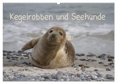 Kegelrobben und Seehunde (Wandkalender 2024 DIN A2 quer), CALVENDO Monatskalender - Lindert-Rottke, Antje