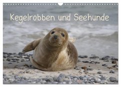 Kegelrobben und Seehunde (Wandkalender 2024 DIN A3 quer), CALVENDO Monatskalender