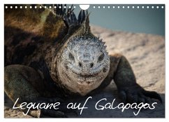 Leguane auf Galapagos (Wandkalender 2024 DIN A4 quer), CALVENDO Monatskalender