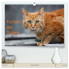 Katzen des Südens (hochwertiger Premium Wandkalender 2024 DIN A2 quer), Kunstdruck in Hochglanz