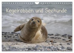 Kegelrobben und Seehunde (Wandkalender 2024 DIN A4 quer), CALVENDO Monatskalender