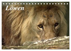 Löwen (Tischkalender 2024 DIN A5 quer), CALVENDO Monatskalender