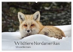 Wildtiere Nordamerikas (Wandkalender 2024 DIN A2 quer), CALVENDO Monatskalender - Salzmann, Ursula