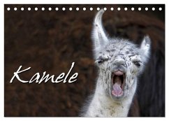 Kamele (Tischkalender 2024 DIN A5 quer), CALVENDO Monatskalender
