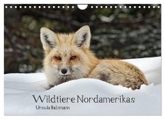 Wildtiere Nordamerikas (Wandkalender 2024 DIN A4 quer), CALVENDO Monatskalender