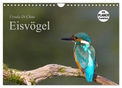 Eisvögel (Wandkalender 2024 DIN A4 quer), CALVENDO Monatskalender - Di Chito, Ursula