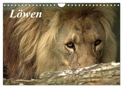 Löwen (Wandkalender 2024 DIN A4 quer), CALVENDO Monatskalender