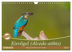 Eisvögel (Alcedo atthis) - Edelsteine der Natur (Wandkalender 2024 DIN A4 quer), CALVENDO Monatskalender - Di Chito, Ursula