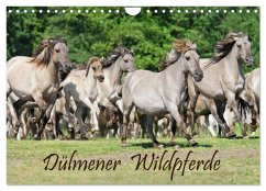 Dülmener Wildpferde (Wandkalender 2024 DIN A4 quer), CALVENDO Monatskalender - Menden, Katho