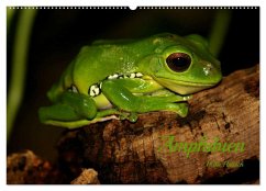 Amphibien (Wandkalender 2024 DIN A2 quer), CALVENDO Monatskalender