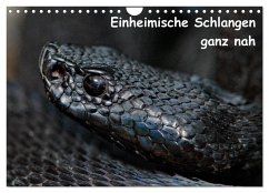 Einheimische Schlangen ganz nah (Wandkalender 2024 DIN A4 quer), CALVENDO Monatskalender