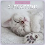 Cute Kittens 2024 Square Wall Calendar