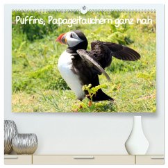Puffins, Papageitauchern ganz nah (hochwertiger Premium Wandkalender 2024 DIN A2 quer), Kunstdruck in Hochglanz