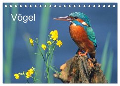 Vögel (Tischkalender 2024 DIN A5 quer), CALVENDO Monatskalender