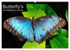 Butterfly's - Schmetterlinge für Zuhause (Wandkalender 2024 DIN A2 quer), CALVENDO Monatskalender