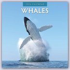 Whales 2024 Square Wall Calendar