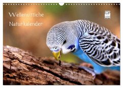 Wellensittiche - Naturkalender (Wandkalender 2024 DIN A3 quer), CALVENDO Monatskalender