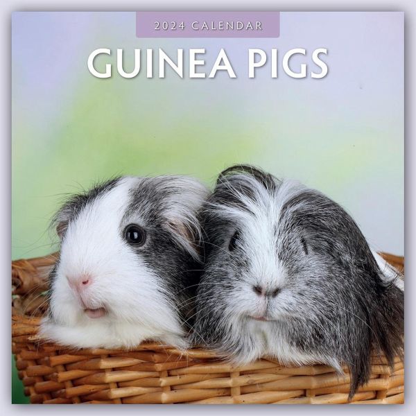 Guinea Pigs 2024 Square Wall Calendar Guinea Pigs 2024 Square Wall Calendar