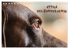 Attila, Der Hundekönig (Tischkalender 2024 DIN A5 quer), CALVENDO Monatskalender - Hultsch, Heike