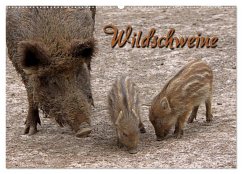 Wildschweine (Wandkalender 2024 DIN A2 quer), CALVENDO Monatskalender