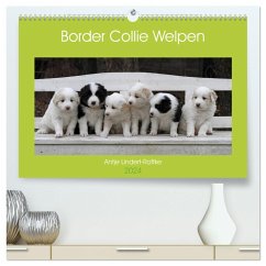 Border Collie Welpen (hochwertiger Premium Wandkalender 2024 DIN A2 quer), Kunstdruck in Hochglanz - Lindert-Rottke, Antje