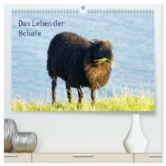Das Leben der Schafe (hochwertiger Premium Wandkalender 2024 DIN A2 quer), Kunstdruck in Hochglanz