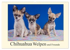 Chihuahua Welpen und Freunde (Wandkalender 2024 DIN A2 quer), CALVENDO Monatskalender - Wejat-Zaretzke, Gabriela
