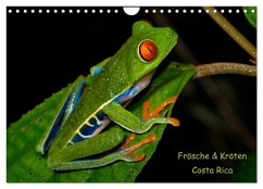Frösche & Kröten Costa Rica (Wandkalender 2024 DIN A4 quer), CALVENDO Monatskalender