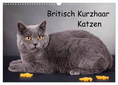 Britisch Kurzhaar Katzen (Wandkalender 2024 DIN A3 quer), CALVENDO Monatskalender - Wejat-Zaretzke, Gabriela