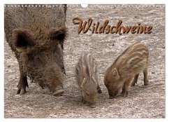 Wildschweine (Wandkalender 2024 DIN A3 quer), CALVENDO Monatskalender