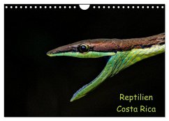 Reptilien Costa Rica (Wandkalender 2024 DIN A4 quer), CALVENDO Monatskalender