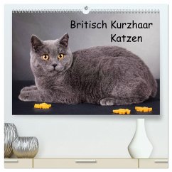 Britisch Kurzhaar Katzen (hochwertiger Premium Wandkalender 2024 DIN A2 quer), Kunstdruck in Hochglanz