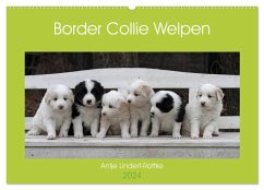 Border Collie Welpen (Wandkalender 2024 DIN A2 quer), CALVENDO Monatskalender - Lindert-Rottke, Antje
