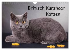 Britisch Kurzhaar Katzen (Wandkalender 2024 DIN A4 quer), CALVENDO Monatskalender - Wejat-Zaretzke, Gabriela