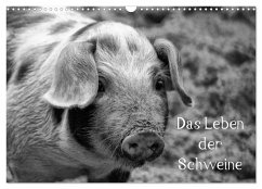 Das Leben der Schweine (Wandkalender 2024 DIN A3 quer), CALVENDO Monatskalender - Kattobello