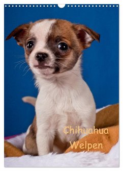 Chihuahua Welpen (Wandkalender 2024 DIN A3 hoch), CALVENDO Monatskalender - Wejat-Zaretzke, Gabriela