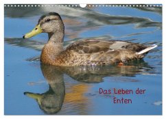Das Leben der Enten (Wandkalender 2024 DIN A3 quer), CALVENDO Monatskalender
