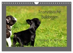 Französische Bulldoggen (Wandkalender 2024 DIN A4 quer), CALVENDO Monatskalender - Hultsch, Heike